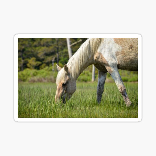 Item preview, Chincoteague Pony designed and sold by JustinImler.