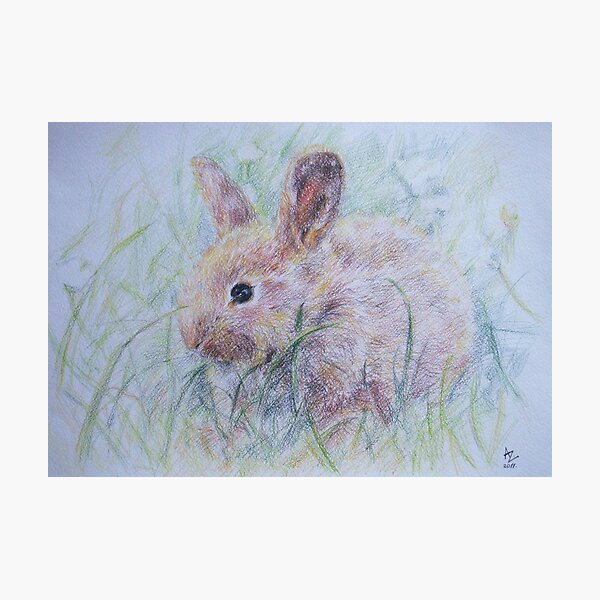 Bunny Photographic Print