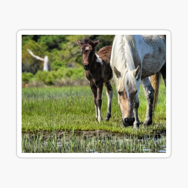 Item preview, Chincoteague Ponies designed and sold by JustinImler.
