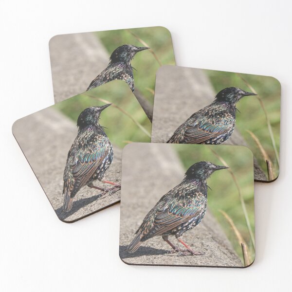 Item preview, Fading starling designed and sold by GreyFeatherPhot.