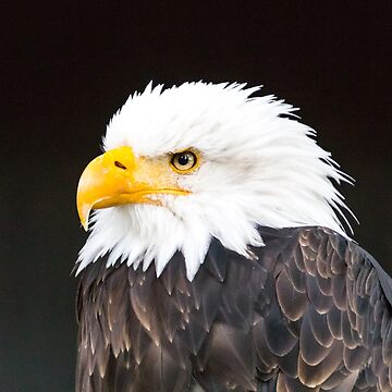 Vorschaubild zum Design Geschenkidee Adler Foto Weißkopfseeadler von Katja LebenFreude