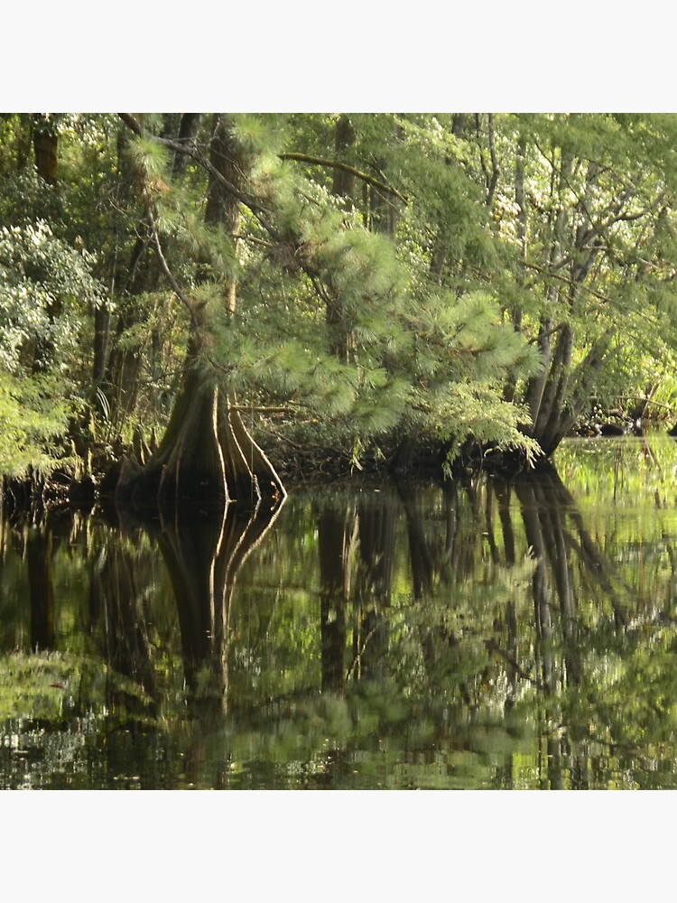 down on the bayou by bsteveb