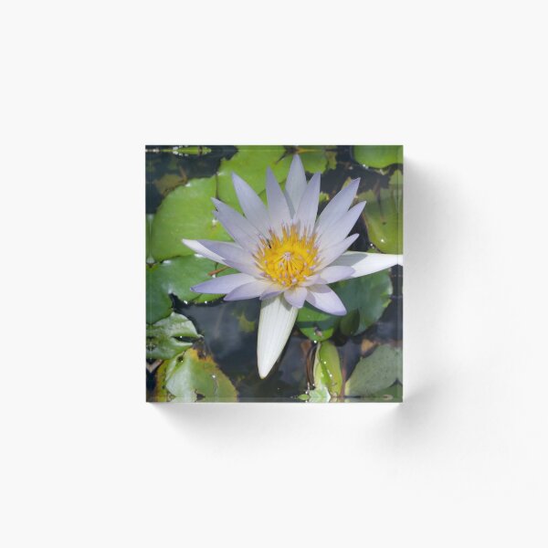 The lotus flower Acrylic Block