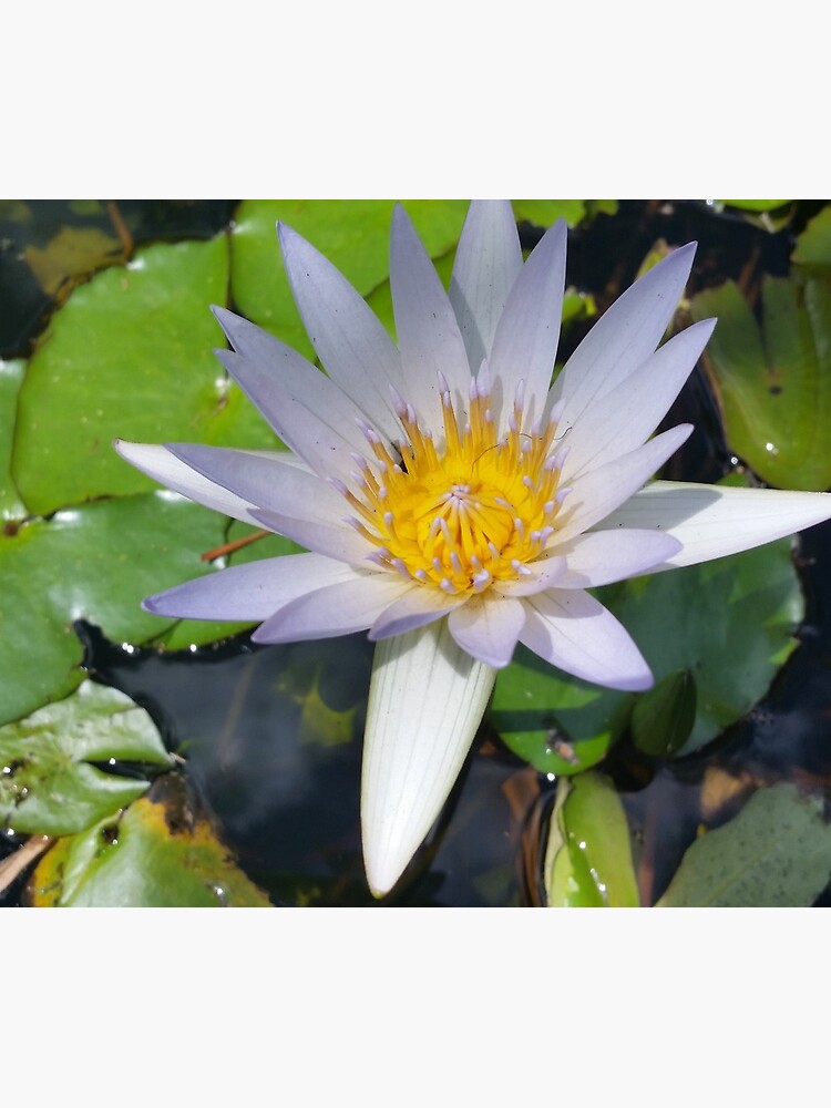 The lotus flower by bsteveb