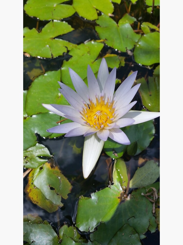 The lotus flower by bsteveb
