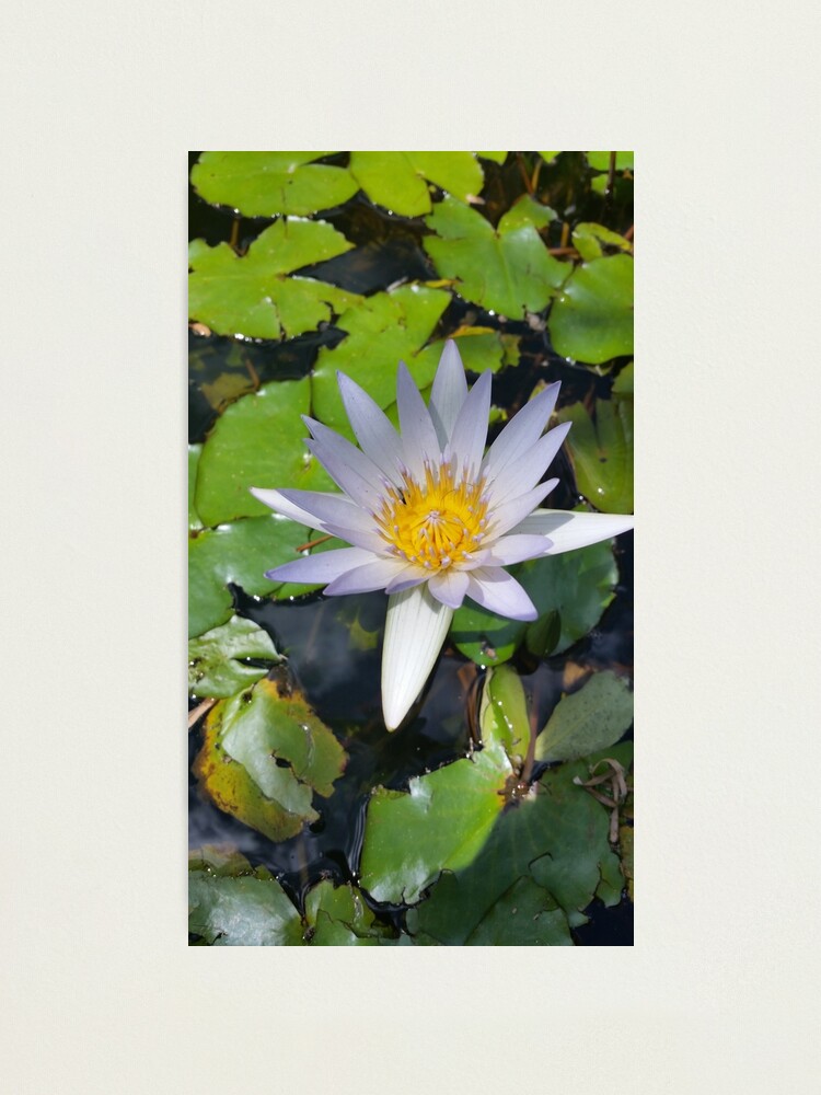 Alternate view of The lotus flower Photographic Print