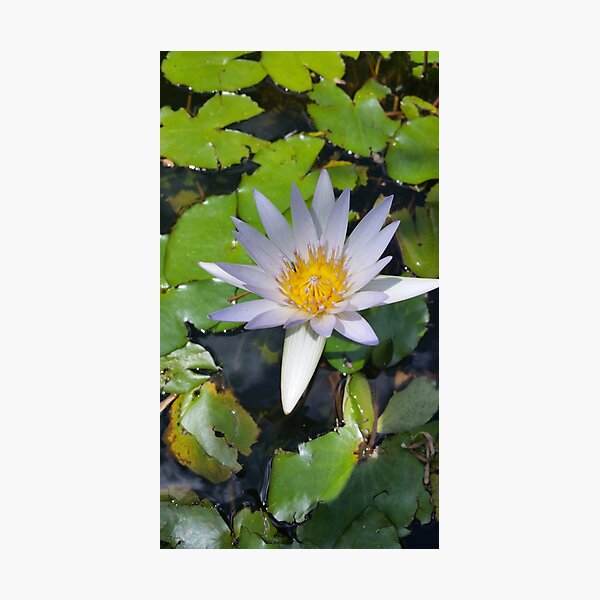 The lotus flower Photographic Print