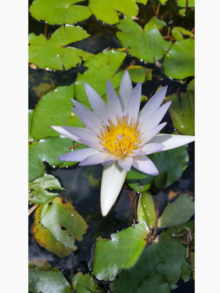 The lotus flower by bsteveb