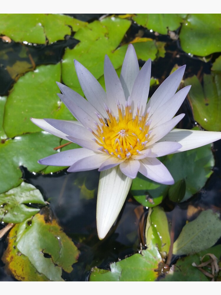The lotus flower by bsteveb