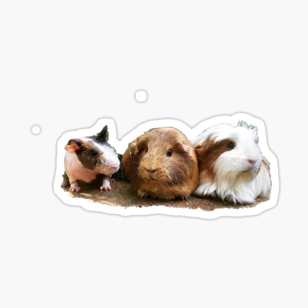 guinea pig diversity Sticker