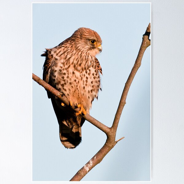 Item preview, Common Kestrel designed and sold by Willem Hoekstra.