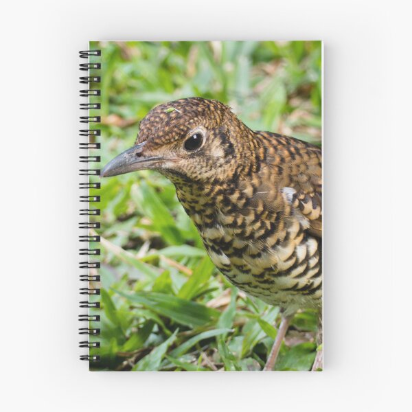 Item preview, Bassian Thrush designed and sold by Connie Pinson.