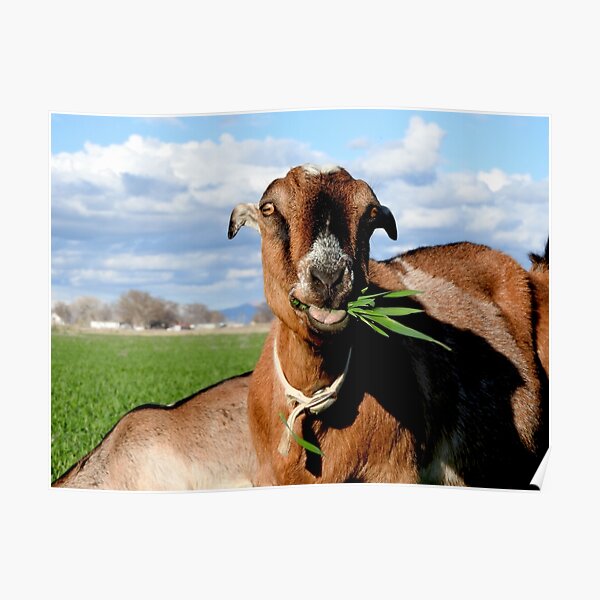 Poster Drole De Chevre Qui Tire La Langue Par 3bubblez Redbubble
