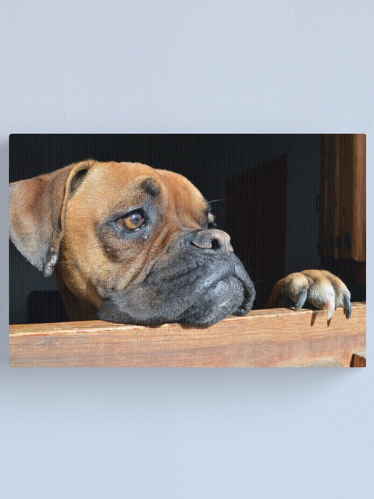 "Boxer Dog" Canvas Print for Sale by SpainBuddy Redbubble