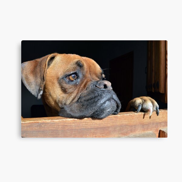 "Boxer Dog" Canvas Print for Sale by SpainBuddy Redbubble