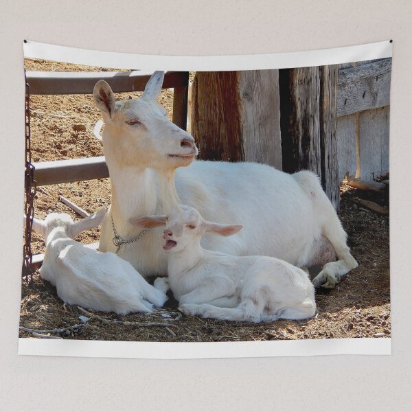 Item preview, white baby goat yawning designed and sold by Stephanie  Skeem.