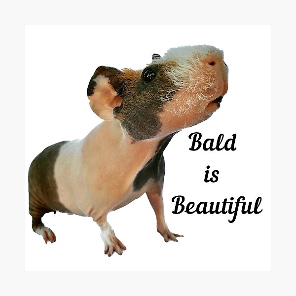 Baby hairless guinea store pig