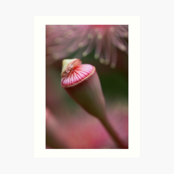 ~ solace ~ Art Print