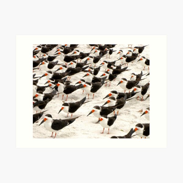 Black Skimmers in a Row Art Print