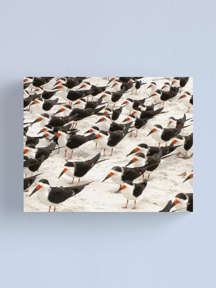 Alternate view of Black Skimmers in a Row Canvas Print