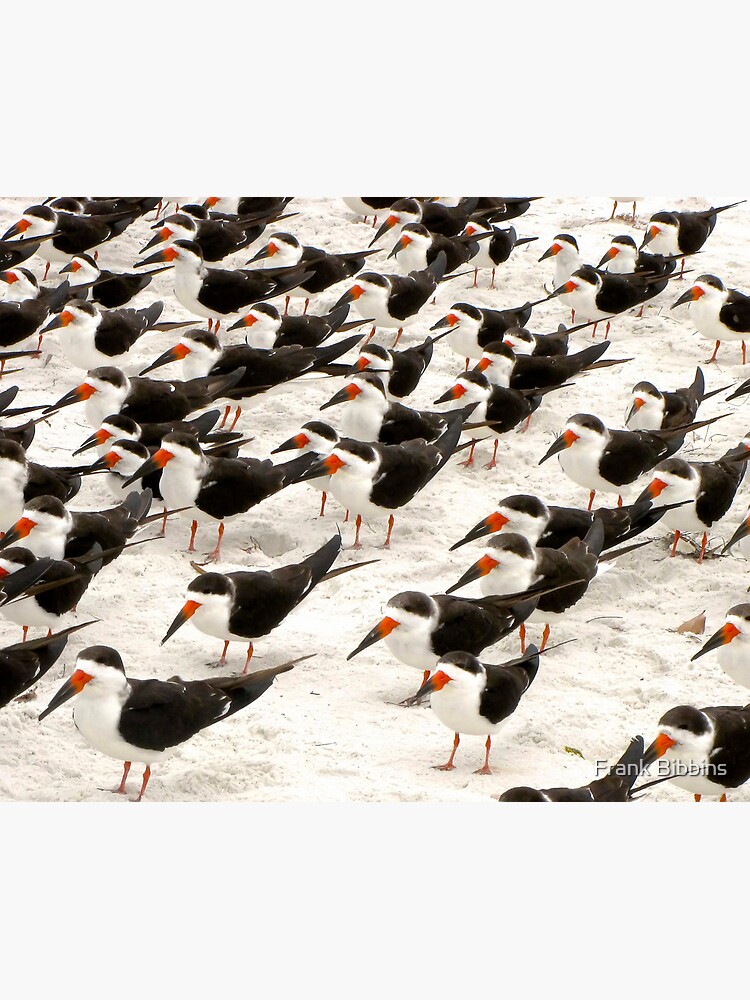 Black Skimmers in a Row by organicman2