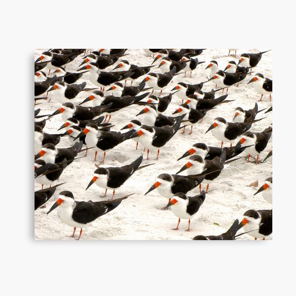 Black Skimmers in a Row Canvas Print