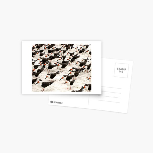 Item preview, Black Skimmers in a Row designed and sold by Frank Bibbins.
