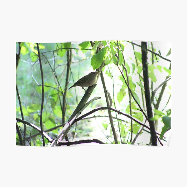 Adorable Birds Poster