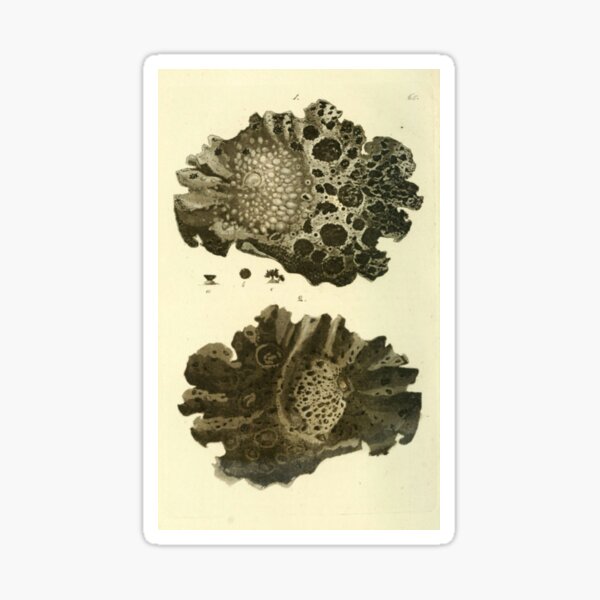 Item preview, Swedish Lichen designed and sold by BlueSpecsStudio.