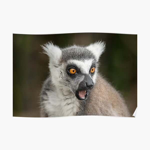 Lemur King Julien Posters Redbubble