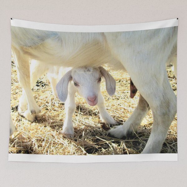 Item preview, mamma's milk, baby goat designed and sold by Stephanie  Skeem.