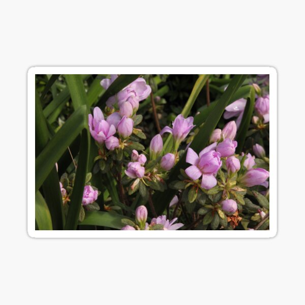 A Garden in the Hills Set 2- 12 Sticker
