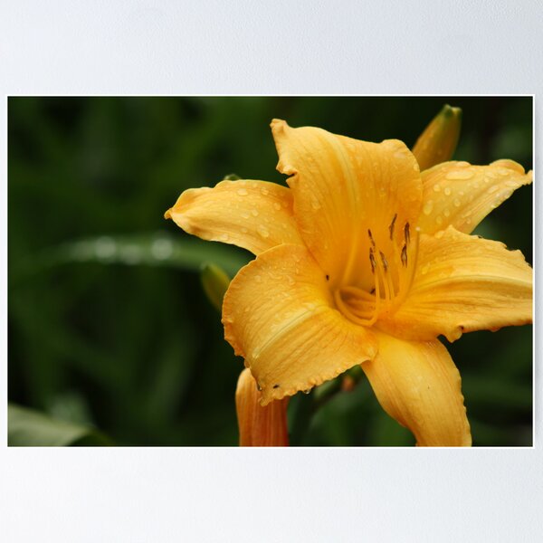 Item preview, yellow nature 2 - botanic gardens designed and sold by nerh.