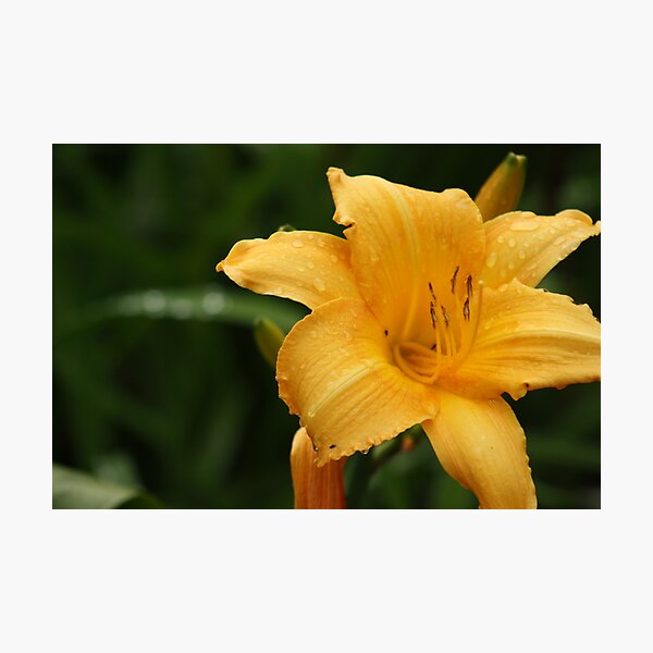Item preview, yellow nature 2 - botanic gardens designed and sold by nerh.