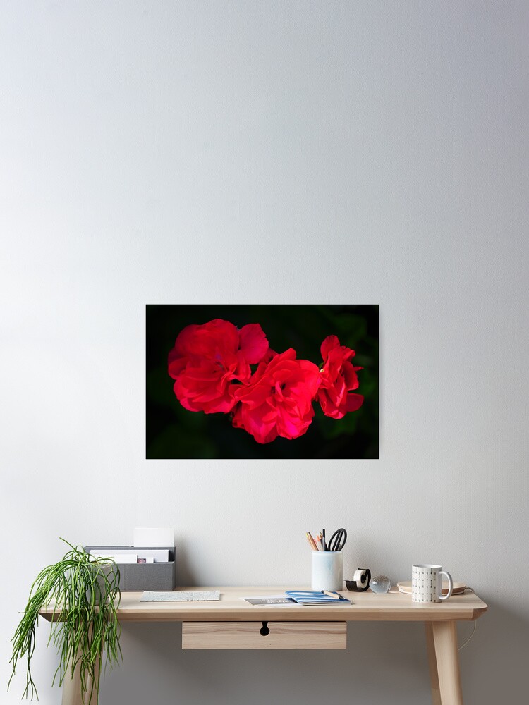 Thumbnail 2 of 3, Poster, Geraniums designed and sold by JackieS.