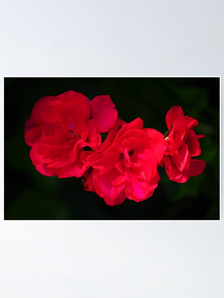 Thumbnail 1 of 3, Poster, Geraniums designed and sold by JackieS.