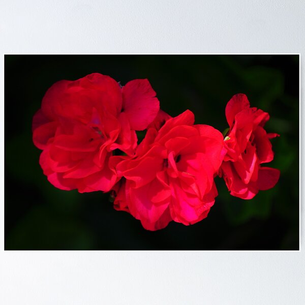 Item preview, Geraniums designed and sold by Jackie  Smith.