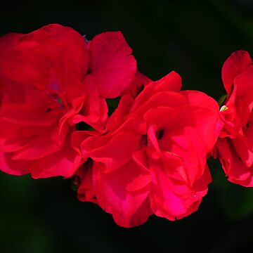 Artwork thumbnail, Geraniums by Jackie  Smith