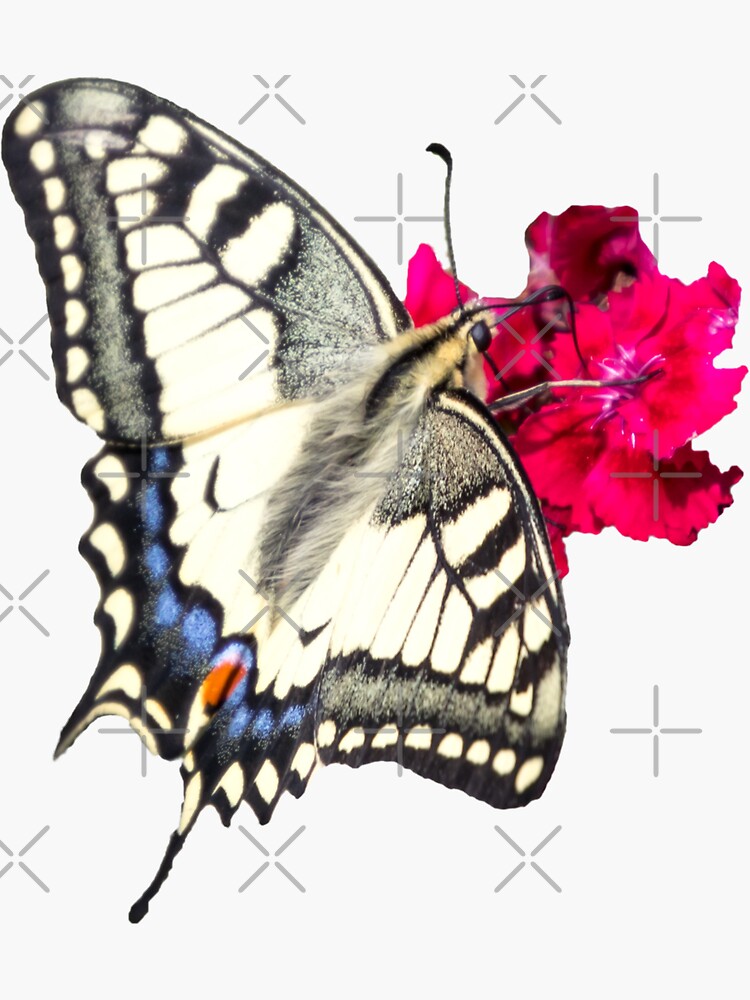 Thumbnail 3 von 3, Sticker, Geschenkidee Schmetterling Schwalbenschwanz designt und verkauft von Igelchen.