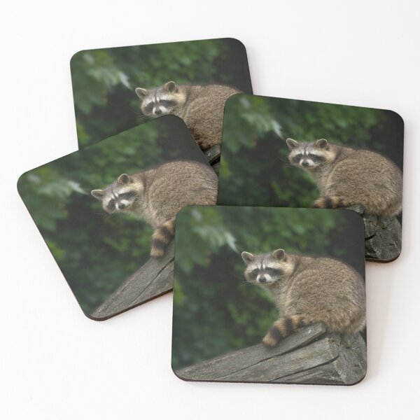 Item preview, Raccoon On A Log designed and sold by rawshutterbug.