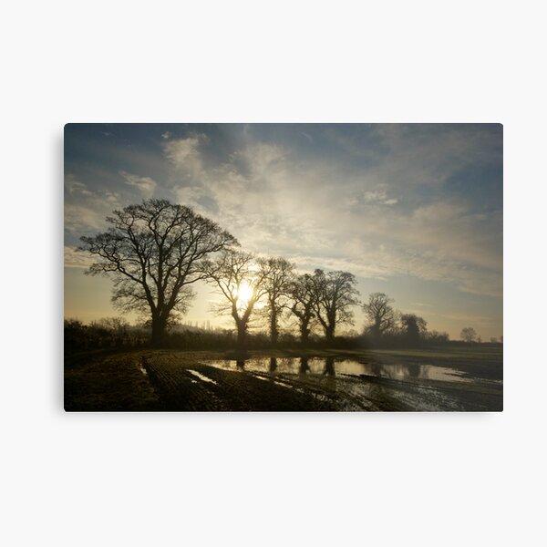 Back lit Metal Print