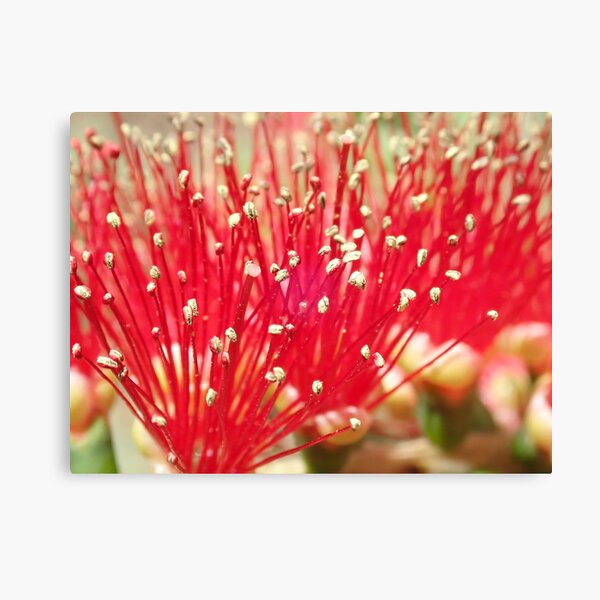 Item preview, Bottle Brush Close Up designed and sold by Allen Penton.
