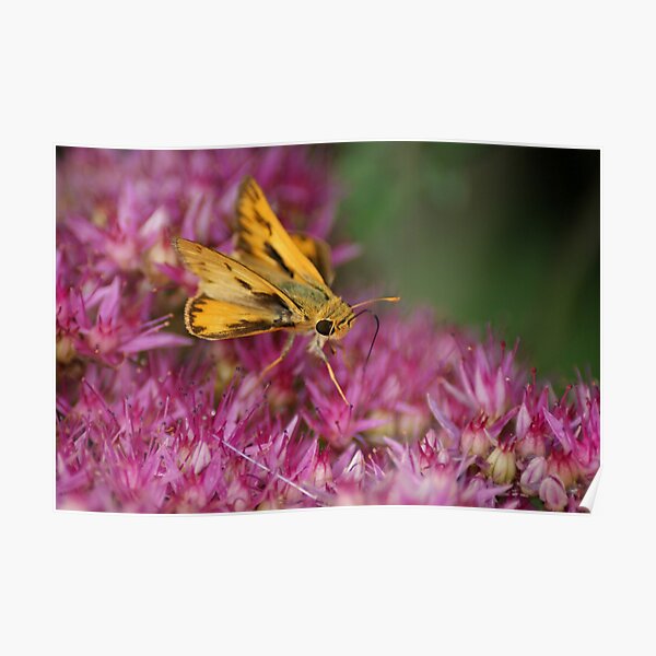 Skipper on Pink Poster