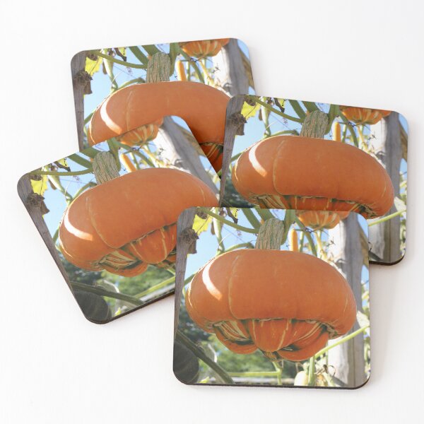 Item preview, Turban Squash designed and sold by pinkal.