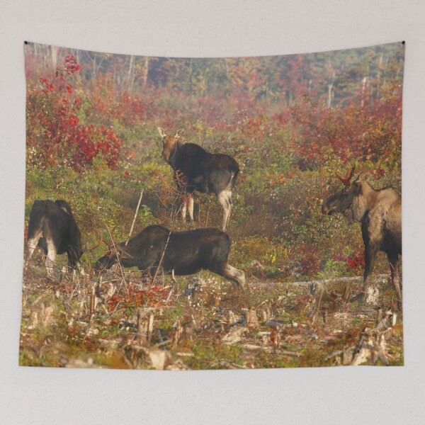Item preview, Maine Pie bald Moose designed and sold by Enola Gay Wagner.