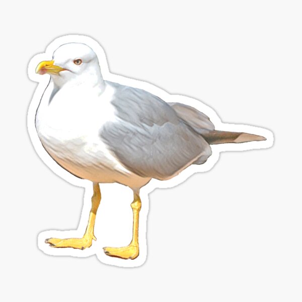 Gull suspicious Glossy Sticker