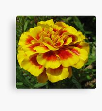 Good Enough To Eat Canvas Print