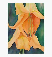 LILY Photographic Print