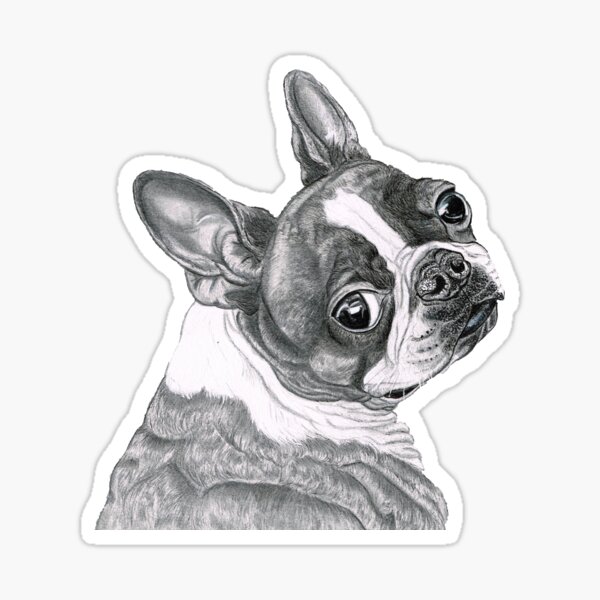 Best Boston Terrier Sticker