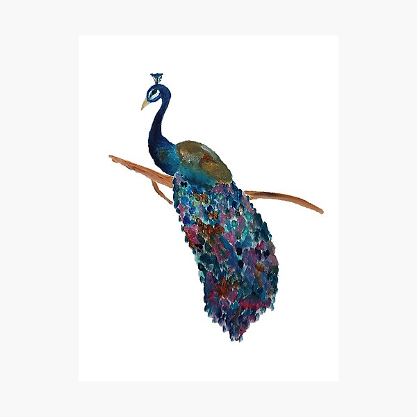 Cerceta grandes pendientes de plumas Aqua boho pavo Real Pájaro Azul-verde plumas salvaje 